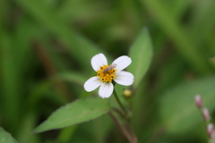 Bidens biternata